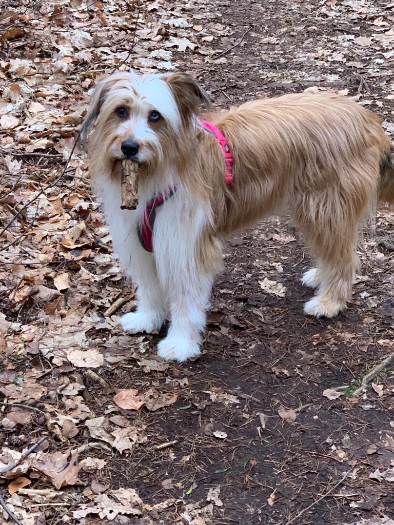 Wäller von der Straubenhalde